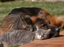 Unlikely Friendship Between Grey Kitty And German Shepherd Dog Cat Animals Dog Friends