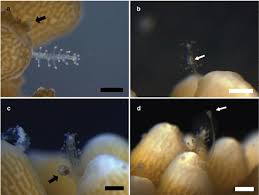 Hydroids? Aiptasia? Some Other Nasty Fast Growing Tentacled Menace? | The Reef  Tank