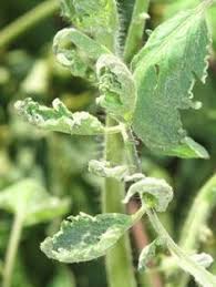 Check spelling or type a new query. The Biggest Problem I Faced This Year With My Tomatoes Was A Strange Leaf Curl That Started On The Young Tomatoes Plants Problems Tomato Garden Tomato Problems