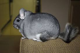 Care keeping your pet healthy. The 25 Worst Mammals To Keep As Pets Vox