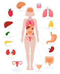 Female internal organs, by vesalius. Woman Internal Organs Infographic Human Body Anatomy Lungs Kidneys By Winwin Artlab Thehungryjpeg Com