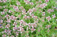 .the ground cover listings for plants for shade or sunshine, damp or dry spots. Zone 5 Ground Cover Ground Cover Ground Cover Plants Rock Garden
