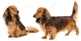 He will bring so much joy to your life. Long Haired Miniature Dachshund Stock Photo Picture And Royalty Free Image Image 11452270