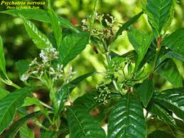 Image result for Psychotria succulenta