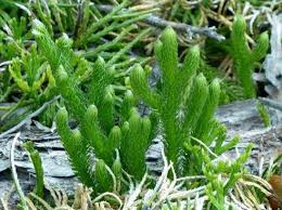 Image result for Lycopodium