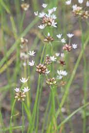 Allium Canadense Wild Garlic Available At Prairie Moon Nursery Wild Garlic Plant Wild Garlic Wild Onions