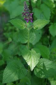 Image result for Stachys
