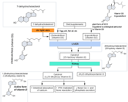 Vitamin D Subjective Questions And Rickets Biochemistry