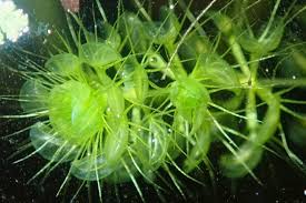 Image result for Aldrovanda vesiculosa