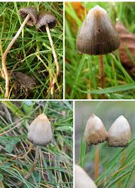Semilanceata is how the margins of the cap becomes stained dark with released spores as shown in this photo. The Notorious Magic Mushroom The Mushroom Diary Uk Wild Mushroom Hunting Blog