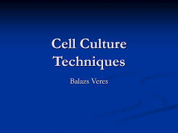Digest sticky proteins holding cells together. Ppt Cell Culture Techniques Powerpoint Presentation Free Download Id 4161440