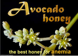 Avocado Honey Is Good For Anemia And Tastes Like No Other Honey Discover The Benefits Of Honey