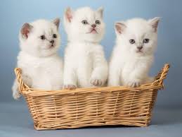 Check spelling or type a new query. Weisse Katzenbabys Klitzeklein Und Zum Verlieben