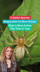 Image result for yellow sac spider bite skin