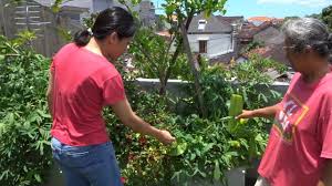 Letaknya yang berada di atas, tidak langsung menyentuh permukaan, membuat kebun ini terhindar dari hama. Kebun Diatas Atap Youtube