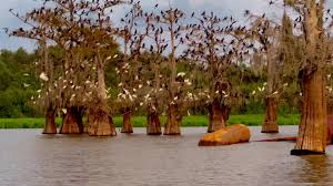 Image result for Basananthe apetala