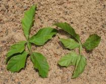 Image result for Paullinia pinnata
