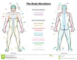 Meridian System Description Chart Male Body Stock Vector