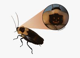 7 free cockroach 3d models for download, files in 3ds, max, maya, blend, c4d, obj, fbx, with lowpoly, rigged, animated, 3d printable, vr, game. Roach Drawing Cute Death S Head Cockroach Hd Png Download Transparent Png Image Pngitem