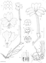 Image result for Xysmalobium sessile