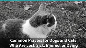 How to pray for sick and dying pets? Common Prayers For Dogs And Cats Who Are Lost Sick Injured Or Dying