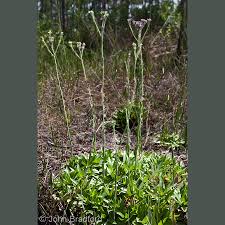 Image result for Catunaregam stenocarpa