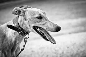 Jedes jahr endet an jenem tag die jagdsaison in spanien. 1 De Febrero Dia Mundial Del Galgo Pozuelo Digital