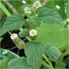 Image result for Lippia woodii