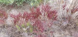 Image result for Chloris roxburghiana