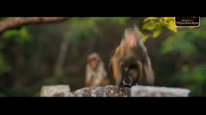 El Reino De Los Monos Trailer Oficial Subtitulado Al Espanol Hd Youtube
