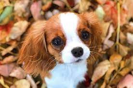 We did not find results for: 17 Cavalier King Charles Spaniels To Follow On Instagram