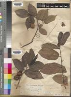 Image result for Grewia glandulosa