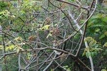 Image result for Lannea katangensis