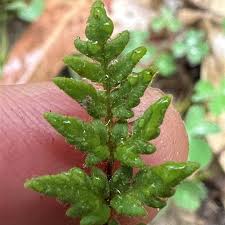 Image result for Cheilanthes inaequalis