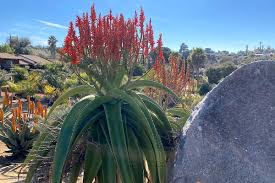 Image result for Aloe inyangensis