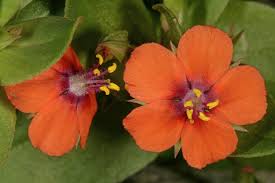 Image result for Lysimachia arvensis