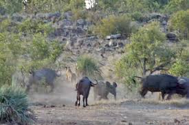 Watch Lions Ambush An Elephant Calf Buffalo Cavalry Charges In Predator Vs Prey Earth Touch News
