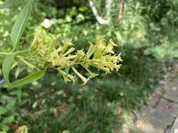 Image result for Cestrum parqui