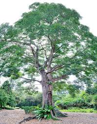 Image result for Cordia senegalensis