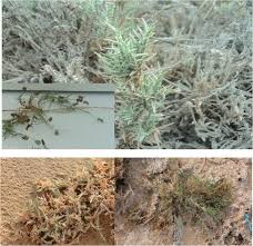 Evaluating opportunities in the landscaping and turfgrass industries the student will be abie applying pesticides correctly. Developing The First Halophytic Turfgrasses For The Urban Landscape From Native Arabian Desert Grass Springerlink