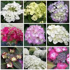 Clematis group 2 including 'innocent glance', guernsey cream', 'blue explosion' and 'nelly moser' is made up of large flowered cultivars. Feltabulous Hydrangeas Hibiscus Clematis And A Raspberry