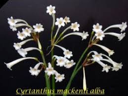 Image result for Cyrtanthus mackenii