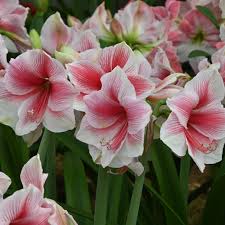 Image result for Hippeastrum