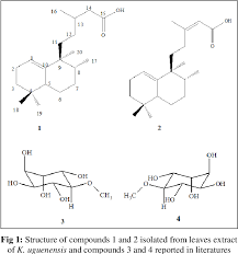 Image result for Kotschya