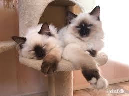 Pin On Ragdoll