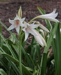 Image result for Crinum rautanenianum
