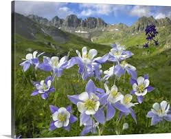It can be found growing in shaded montane and subalpine forests, as well as rocky alpine sites. Colorado Blue Columbine Aquilegia Caerulea Meadow At American Basin Colorado Wall Art Canvas Prints Framed Prints Wall Peels Great Big Canvas