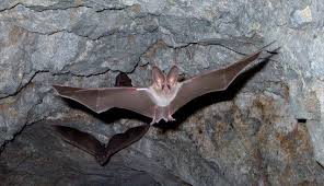 25 of the Cutest Bat Species | Bat species, Cute bat, Bat