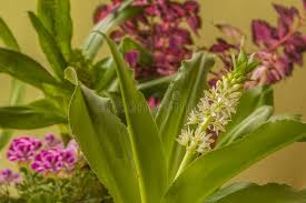 Image result for Eucomis zambesiaca