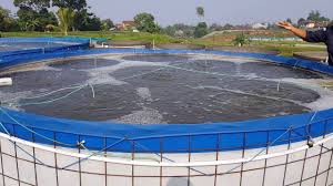 Progress Budidaya Ikan Patin Sistem Bioflok 40 Hari Setelah Tebar Youtube